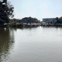 大安トラウトレイク釣果